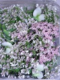Lavender Elderflower Thyme Rosemary Orange mix 10g