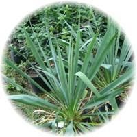 Wasabi Aloe Yucca revitaliser 100g